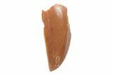 Serrated, Raptor Tooth - Real Dinosaur Tooth #219662-1